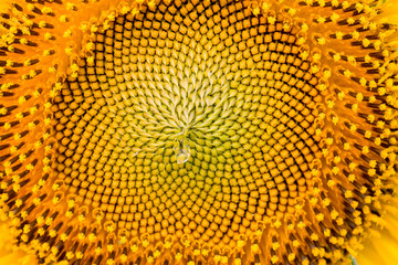 sunflower close-up