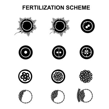 schematic image of fertilization in mammals