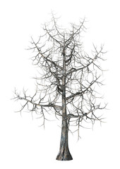 Obraz premium 3D Illustration Maple Tree on White