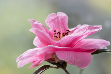 Delicate pink camelia