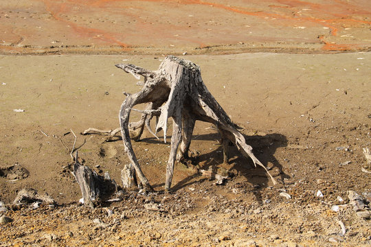 stumps of dead trees with revealed roots on the bottom of dry pond