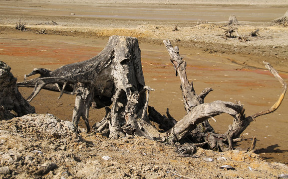 stumps of dead trees with revealed roots on the bottom of dry pond