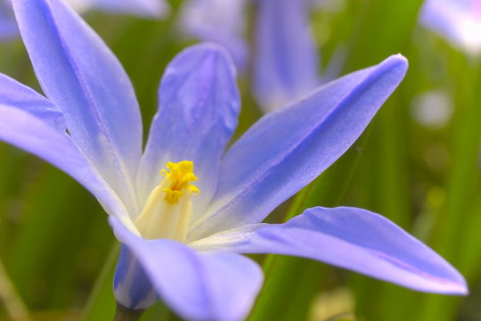 Gew&ouml;hnliche Sternhyazinthe (Chionodoxa luciliae)