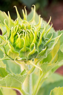 Sunflowers Bud