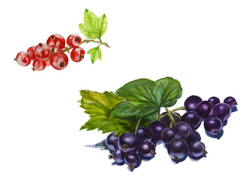 Set Of Red And Black Currant Isolated. Watercolor