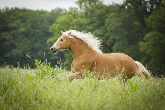 Haflinger Stute auf Weide