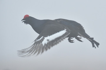 black grouse in flight. black grouse in the mist. black grouse in the fog.