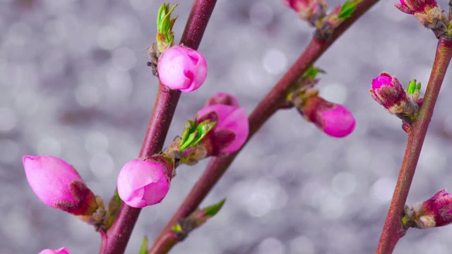 Pink Flowers Blossoms on the Branches Cherry Tree. Timelapse. 4K.