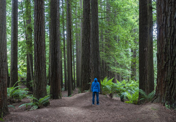 Naklejka premium Man looking up in a forest