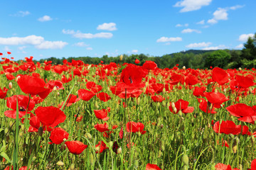 Fototapeta na wymiar Field of red Poppy