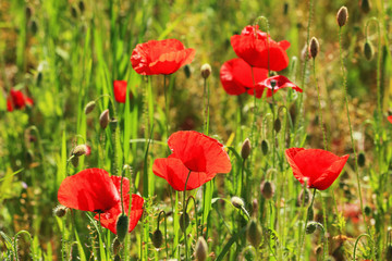 Naklejka premium Field of red Poppy
