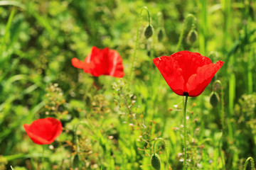 Field of red Poppy