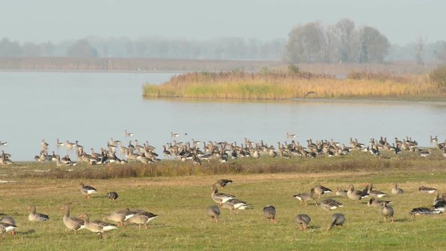 greylag goose on a lake during autumn bird migration. Havelland (Brandenburg) 