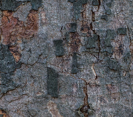 Tree bark