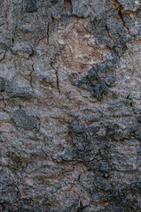 Tree bark 