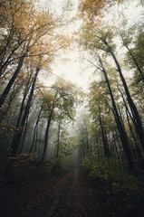 Obraz premium dark forest landscape