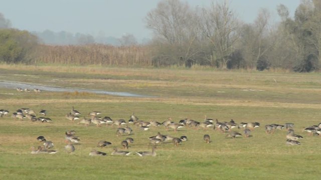 greylag goose on a lake during autumn bird migration. Havelland (Brandenburg) 