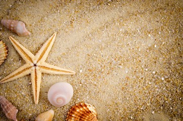Summer background. Sea shells with sand as background.   