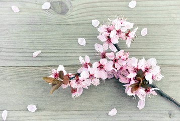 Cherry blossoms on wooden background.   