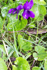 Tiny violas in grass