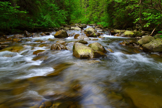 Mountain river in the green forest