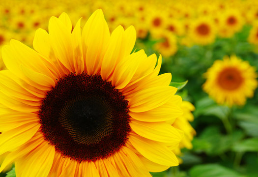  Close up of sunflower