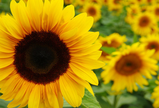  Close up of sunflower