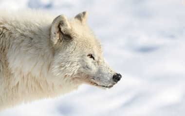 Naklejka premium le loup arctique