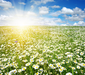 Fototapeta premium Field of daisies