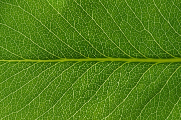  green leaf texture