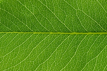  green leaf texture