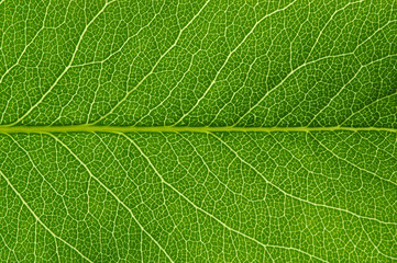  green leaf texture