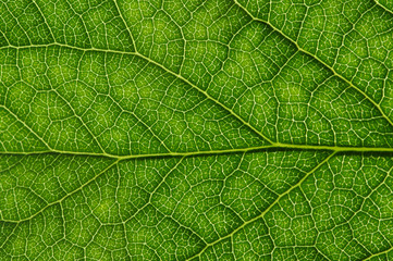  green leaf texture