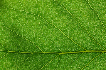  green leaf texture