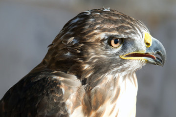 Retrato de perfil de un aguila de Harris. / animal 3443