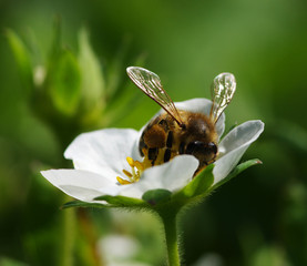 Bee on the flower