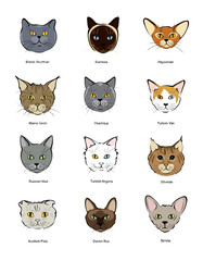Fototapeta premium Collection feline muzzles kittens of different breeds
