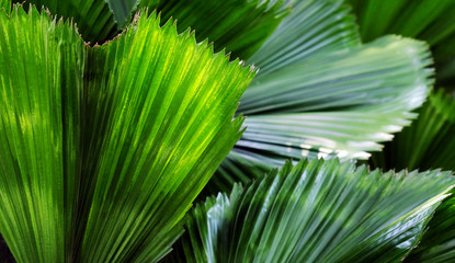 Palm leaves in morning light, background