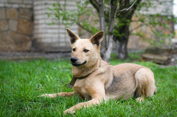 Mixed breed dog portrait outdoor