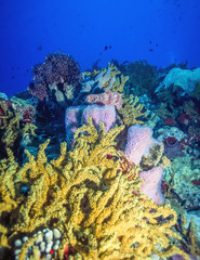 Underwater coral reef