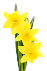 Obraz premium Three yellow narcissus.