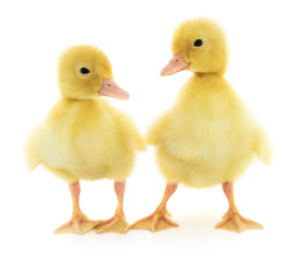 Two yellow ducklings.