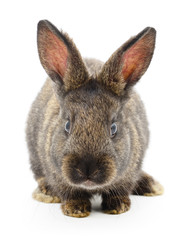 Brown bunny rabbit.