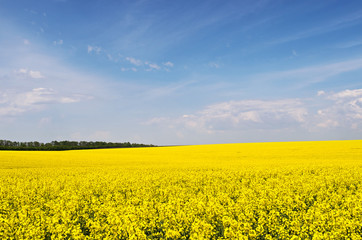 Obraz premium Yellow rapeseed flower field and blue sky