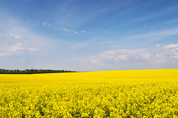 Yellow rapeseed flower field and blue sky
