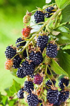  blackberry