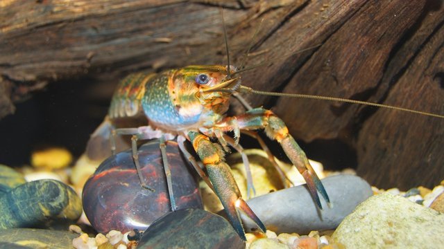colorful Australian blue crayfish - cherax quadricarinatus in aquarium