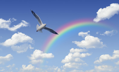 Fototapeta premium Seagull flying over rainbow with white clouds and blue sky, Free