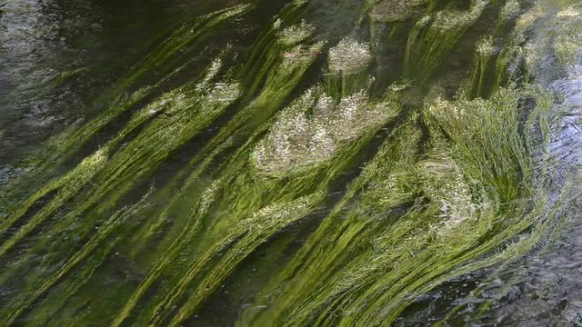 Wuerm River landscape. white water-crowfoot on Wuerm River and forest of Beech tries (Bavaria, Germany). 