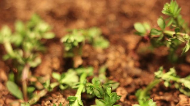 Dying Plant Time Lapse